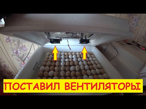 Видео: Поставил вентиляторы в инкубатор. ЧТО В ИТОГЕ?