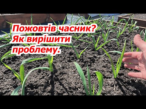 Видео: Після холодів почав жовтіти часник? Допоможіть йому стати знову зеленим!