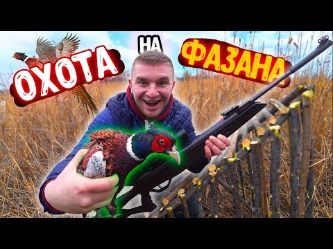 Видео: ПОЙМАЛИ ФАЗАНА В ЛОВУШКУ! ОХОТА НА ФАЗАНА !!!