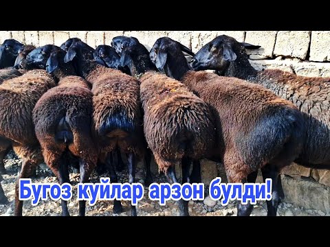 Видео: Биринчи кул арзон жойидан! 771066447☎️ 950949996☎️