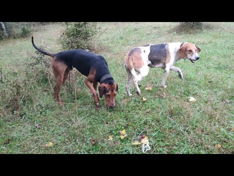 Видео: Охота на Зайцев   (По вашему мнению, в какие месяцы охота была наиболее интересной?)