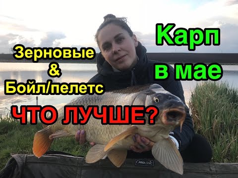 Видео: Карп в мае. Зерновые против бойл/пелетс.  Что лучше?