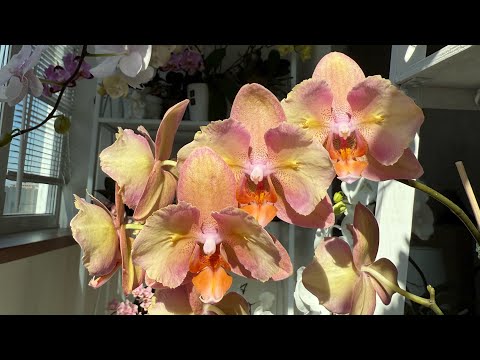 Видео: ДЕТКИ на Редких Бабочках от цитокининовой пасты, КАК СДЕЛАТЬ ДЕТКУ НА ОРХИДЕЕ