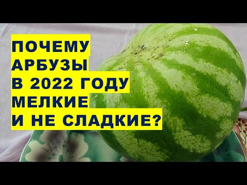 Видео: Почему арбузы в 2022 году выросли мелкими и без вкуса?