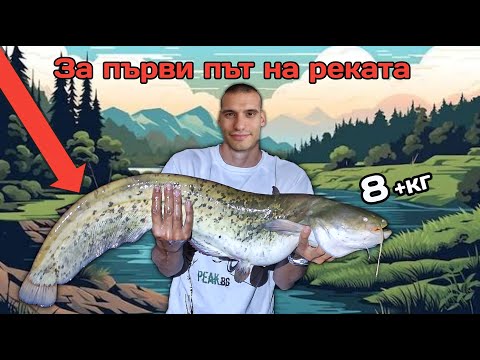 Видео: Риболов на сом на река Дунав