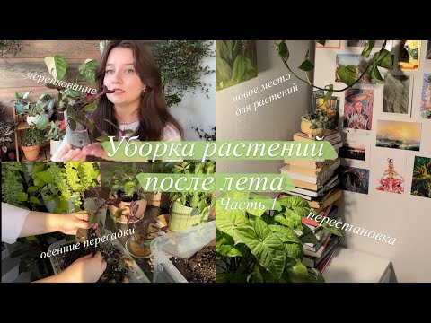 Видео: Генеральная уборка Растений перед холодным сезоном || черенкование, оформление и пересадки
