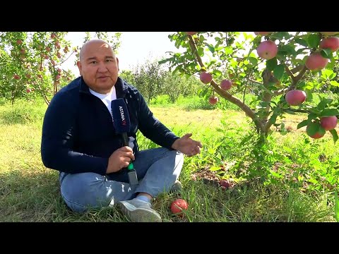 Видео: Оралдық бағбан Ақжайықты алма бағына айналдырмақ