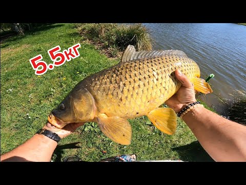 Видео: ФОРЕЛЬ И САЗАНЫ НА ФИДЕР !!РЫБАЛКА НА КРАСИВЫХ ПРУДАХ .