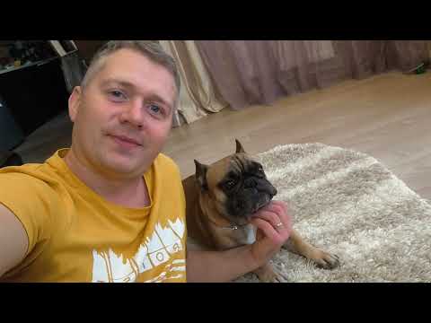 Видео: Бабушка решила вопрос с холодными лапами #французскийбульдог #собака #одеждадлясобак #собакаприколы