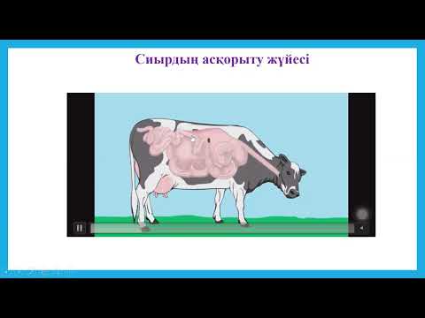 Видео: Омыртқасыз , күйіс қайыратын (сиыр) жануарлар мен адамның ас қорыту жүйесінің құрылысын салыстыру