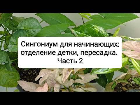 Видео: Сингониум для начинающих: отделение детки, пересадка. Часть 2