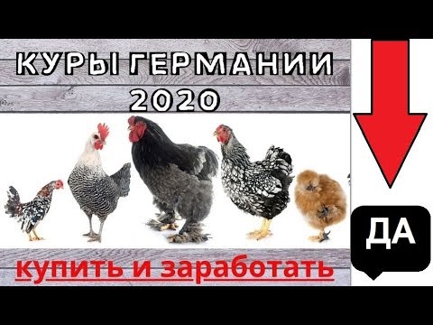 Видео: Выставка кур в Германии. Выставка петухов в Германии. Выставка породных кур 2020.