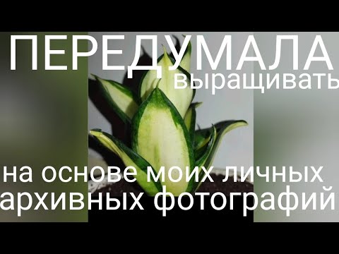 Видео: РАЗОЧАРОВАЛАСЬ,- 4 сорта сансевиерий, от которых я отказалась #sansevieria #snakeplant #сансевиерия