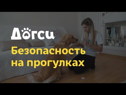 Видео: 3. Инструкция догситтера Догси – Безопасность на прогулке / dogsy.ru #собака