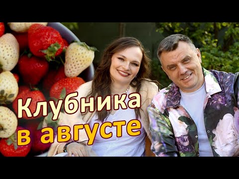 Видео: Самое важное видео о клубнике! Уход за клубникой после плодоношения КЛУБНИКА В АВГУСТЕ