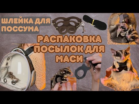 Видео: ЛУЧШИЕ АКСЕССУАРЫ ДЛЯ САХАРНОГО ПОССУМА  . Распаковка ПОСЫЛОК