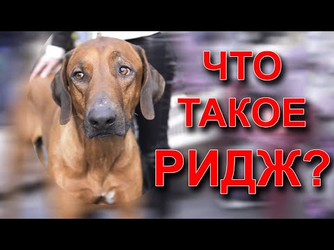 Видео: Родезийский риджбек: что такое ридж и что это за порода?