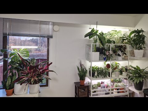 Видео: Обзор комнатных растений 1 #plants #обзор #растения #цветы #garden #gardenplants #top #home #сад