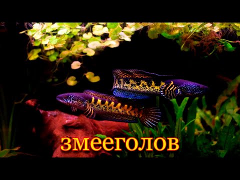 Видео: змееголов