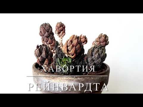 Видео: ХАВОРТИЯ РЕЙНВАРДТА [Краткий Видео Обзор]