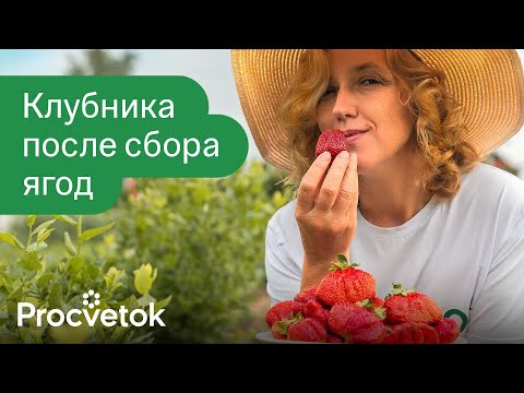 Видео: СДЕЛАЙТЕ ЭТО СРАЗУ ПОСЛЕ СБОРА ЯГОД и клубника завалит вас урожаем в следующем году!