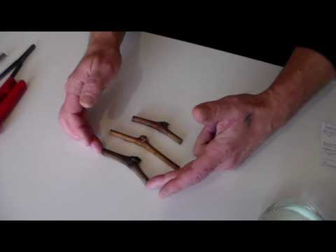 Видео: Саженцы из ОДНОглазковых черенков