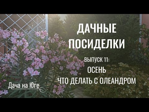 Видео: Дача на Юге - Что делать с олеандром осенью