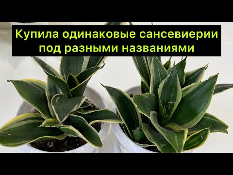 Видео: Купила две одинаковые Сансевиерии под разными названиями ￼