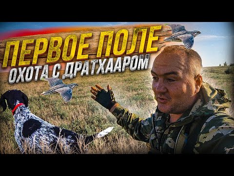Видео: Первая охота Брата/ Открытие по полевой дичи/ Неплохо для начала!