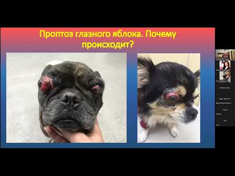 Видео: 11.10.22 «Первая помощь при ургентных состояниях в офтальмологии"