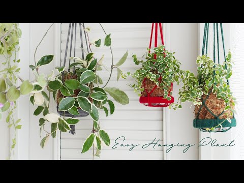 Видео: Подвесное растение из моховых шариков, Легко сделать из пряжи, Топиарий, Очистка воздуха, Плантатор