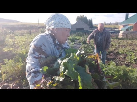 Видео: Жизнь в деревне 🏡 хороший урожай// Гавриил заливает и не только 👍🤗//