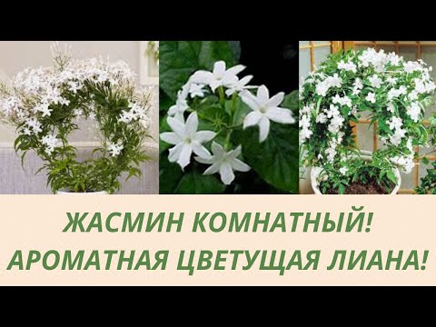 Видео: Жасмин комнатный. Цветущая ароматная лиана. Как получить цветение. Все об уходе  полив и зимовка.