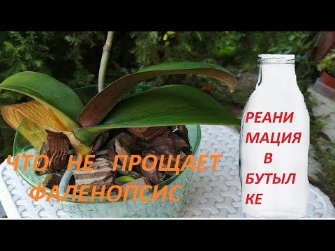 Видео: Реанимашка из бутылки  Этого фаленопсис не прощает  Подвожу итог