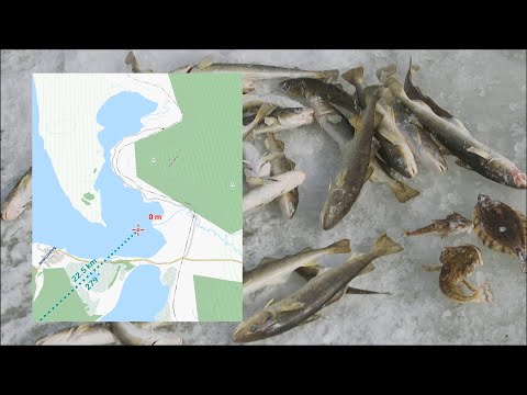 Видео: E12 Зимняя рыбалка в бухте Мелководная. Владивосток - 25км. Ловлю навагу и готовлю 삼겹살.