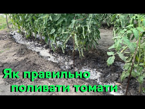 Видео: Як правильно поливати томати