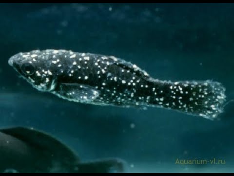 Видео: Появились белые точки на рыбке что это? Манка (Ихтиофтириоз)