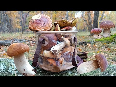 Видео: ОГО! Чарівний Ліс і Повна Торба Білих Грибів 🍄‍🟫🌲✨