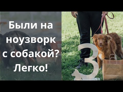 Видео: Были на соревнованиях? Научите искать корицу и участвуйте! Ноузворк, Казань