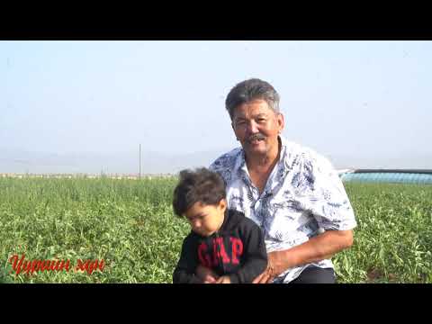 Видео: Үүрийн ХҮН -Х.Алтанцацралт