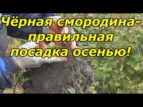 Видео: ЧЁРНАЯ СМОРОДИНА-ПРАВИЛЬНАЯ ПОСАДКА ОСЕНЬЮ!