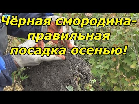 Видео: ЧЁРНАЯ СМОРОДИНА-ПРАВИЛЬНАЯ ПОСАДКА ОСЕНЬЮ!