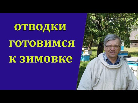 Видео: Отводки готовятся к зимовке.  Какую помощь можно оказать.