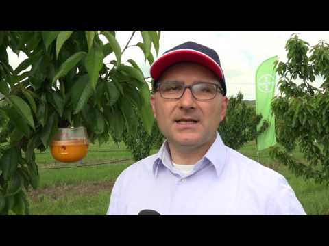 Видео: Овощарство по технология на Байер