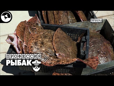 Видео: Промысловый лов камбалы. Калкан. Крым | Профессия рыбак ©
