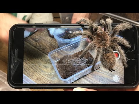 Видео: Кормление, Котя, "ручные" пауки. Feeding tarantulas