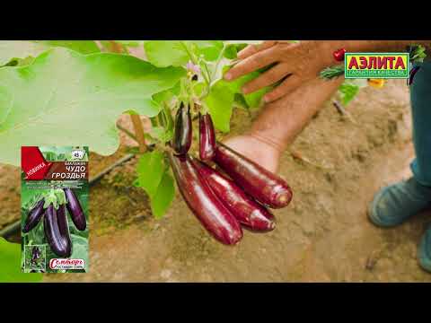 Видео: Баклажан ЧУДО ГРОЗДЬЯ - НОВИНКА 2026! Выращивайте его в домашних условиях!