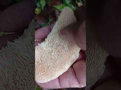 Видео: 07 ноября 2025 лес с грибами