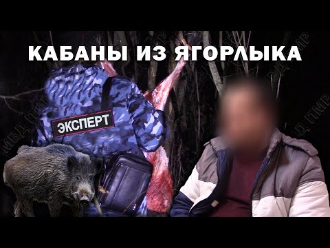 Видео: Кабаны из Ягорлыка