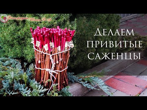 Видео: Привитые саженцы винограда. Самый простой способ настольной прививки в домашних условиях!